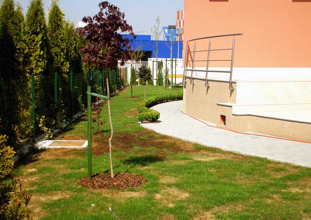 Hortikultura Araucaria uređenje i navodnjavanje vrta u privatnoj kući u Klari